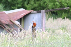 Platycercus elegans adelaidae