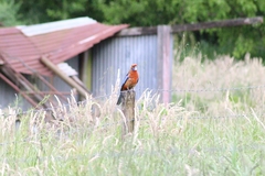 Platycercus elegans adelaidae