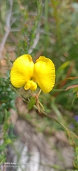 Gompholobium polymorphum