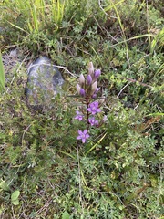 Gentianella germanica
