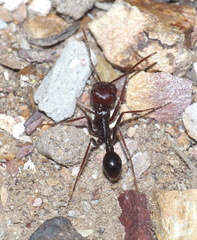 Ocymyrmex