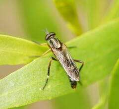 Therevidae
