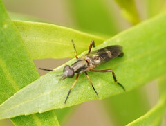 Therevidae