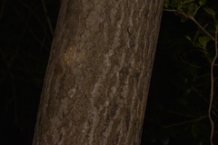 Polyscias cissodendron