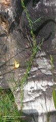 Gompholobium polymorphum