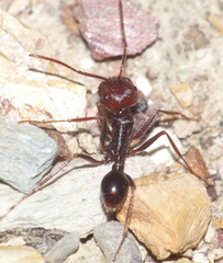 Ocymyrmex