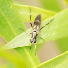 Therevidae