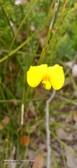 Gompholobium polymorphum