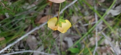 Gompholobium polymorphum