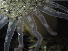 Harenactis attenuata
