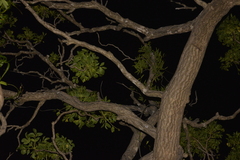 Polyscias cissodendron