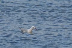 Chroicocephalus genei