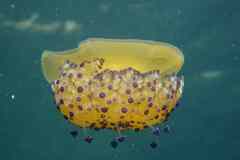 Cotylorhiza tuberculata