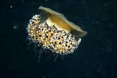 Cotylorhiza tuberculata