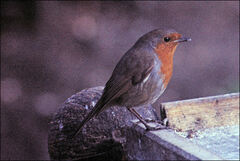Erithacus rubecula