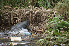 Varanus salvator bivittatus