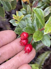 Vaccinium dentatum