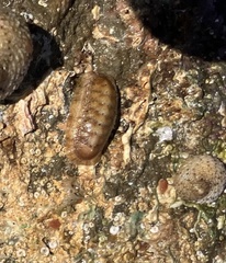Ischnochiton cariosus