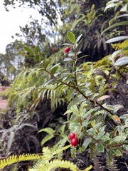 Vaccinium dentatum