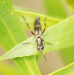 Therevidae