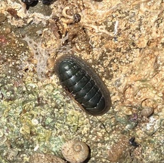 Ischnochiton australis