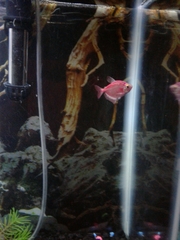 Gymnocorymbus ternetzi