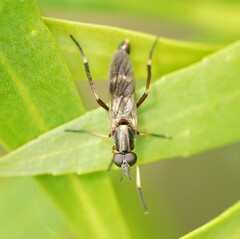 Therevidae