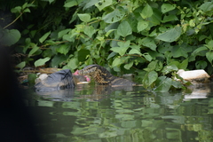 Varanus salvator bivittatus