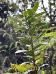 Vaccinium dentatum