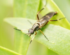 Therevidae