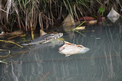 Varanus salvator bivittatus