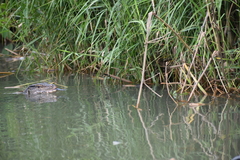 Varanus salvator bivittatus
