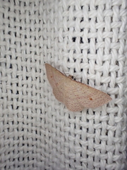 Epicyme rubropunctaria