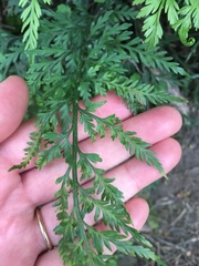 Asplenium gracillimum