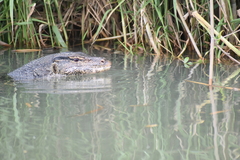 Varanus salvator bivittatus
