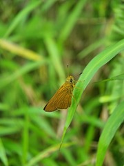 Polytremis lubricans