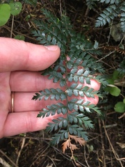 Polystichum vestitum