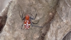 Argyrodes miniaceus
