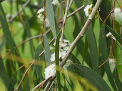 Eucalyptus radiata