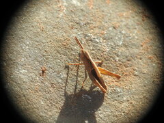 Chorthippus maritimus