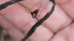 Argyrodes miniaceus