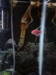 Gymnocorymbus ternetzi