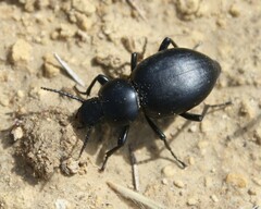 Tentyria grossa grossa