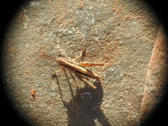 Chorthippus maritimus