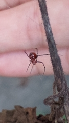 Argyrodes miniaceus