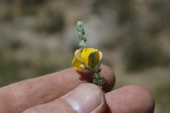 Aspalathus chortophila