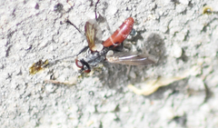 Cylindromyia bicolor