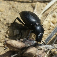 Tentyria grossa grossa