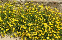 Glebionis coronaria