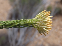Helichrysum hamulosum